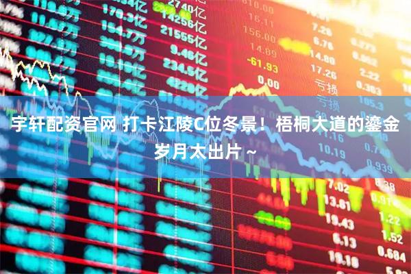 宇轩配资官网 打卡江陵C位冬景！梧桐大道的鎏金岁月太出片～